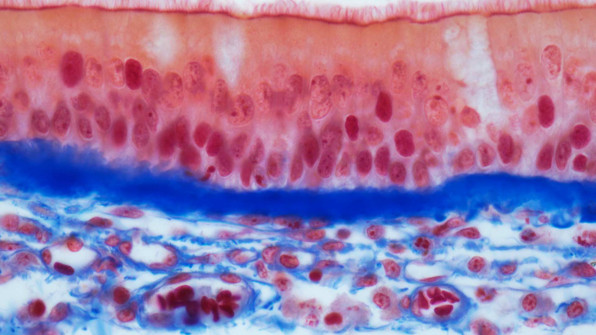 histology-for-the-health-sciences-basic-tissues-of-the-body-ucla