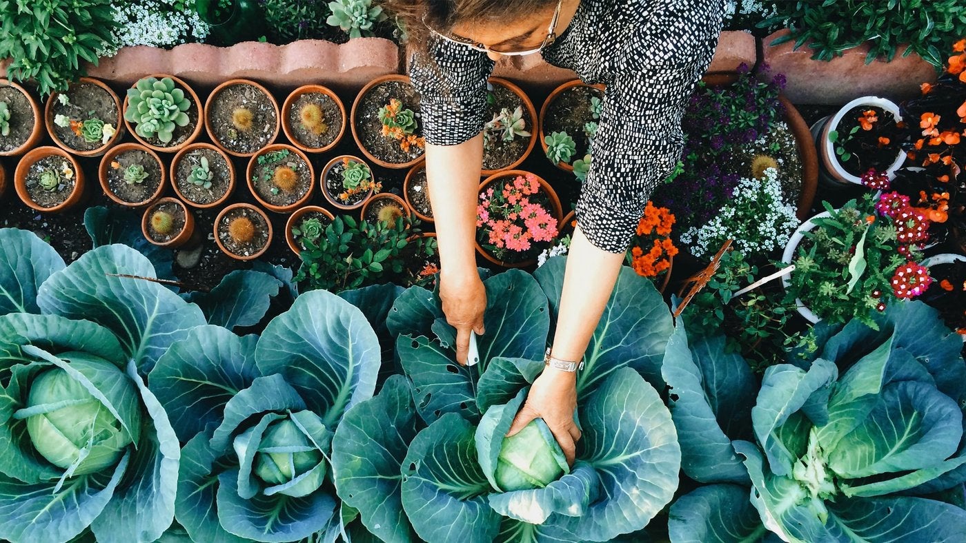 Gardening Practices and Techniques | UCLA Continuing Education Online