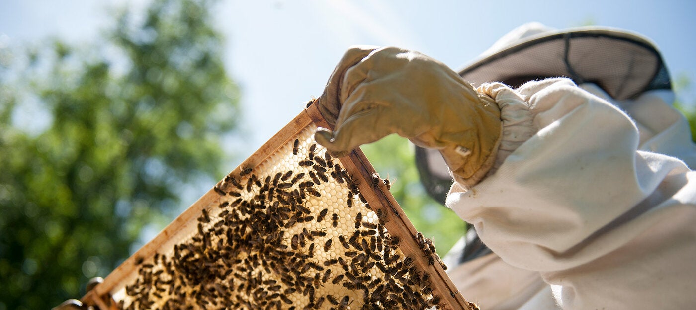 Apiculture Course - UCLA Extension